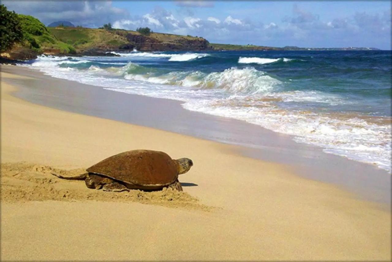 Kiahuna Paradise At Poipu Beach, Newly Remodeled Koloa Luaran gambar